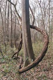 03.11.2020 · virginia creeper control begins by pulling the vine from the structures or vegetation that it is clinging. Vines Take Over Southern U S Forests Live Science