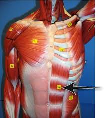 The muscles of the torso shape a person's appearance in many ways. Human Muscles Images Flashcards Quizlet