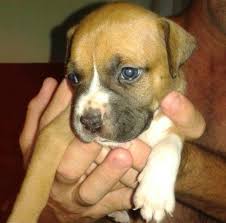 Boxer puppies for sale your search returned the following puppies for sale. Boxer Puppies Pets And Animals For Sale Orlando Fl