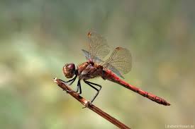 Libellenarten In Deutschland Libellenwissen De