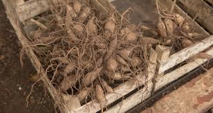 There are many methodsof storing tubers. Digging And Storing Dahlia Tubers My Garden Life