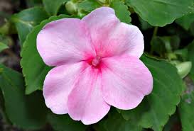 Image result for Impatiens wallerana