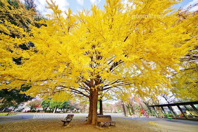 「銀杏の木の無料写真」の画像検索結果"