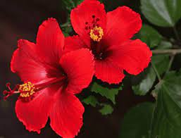 Nigeria To Resume Exportation Of Hibiscus Flower To Mexico Naqs Dg