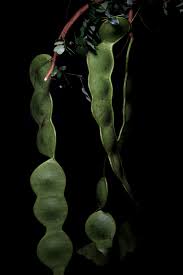 Image result for Entada stuhlmannii