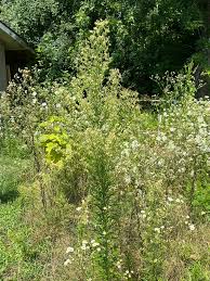 Image result for Erigeron canadensis
