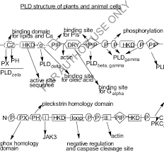 Check spelling or type a new query. Features Of Phospholipase D Structure Of Animal And Plant Cells Dry Download Scientific Diagram