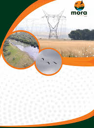 Image result for Ptycholobium plicatum