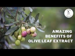 Pin By Sadajeevan On Tumeric Olive Leaf Leaf Extract Olive