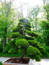 Ein Riesen Bonsai Bonsai Baum