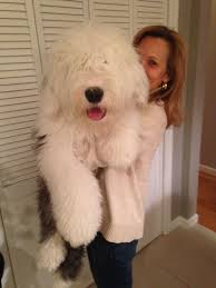 English Sheepdog Panosundaki Pin