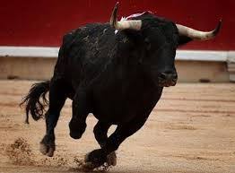 Resultado De Imagen Para Toros Bravos Animals Illustration Rodeo