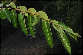 Image result for Bridelia atroviridis