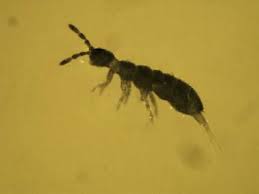 Fleas are detrimental to pets and humans due to the biting they perform that causes itching and irritation. What Are These Tiny Black Bugs That Jump Springtails Bugs Tiny