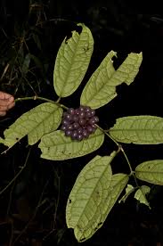 Image result for Monimiaceae