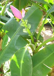 Image result for Musa ornata