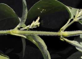 Image result for Hypoestes forskaolii