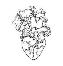She knows a lot about different plants. Anatomical Heart Flowers Human Drawing Flower Vector Images 88