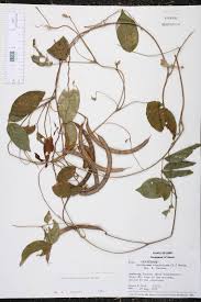 Image result for Centrosema pubescens