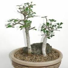 Image result for Commiphora schlechteri