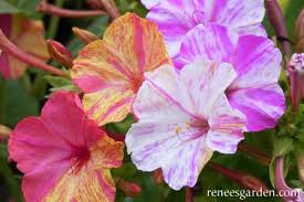 Find many great new & used options and get the best deals for four o'clock flower mix mirabilis jalapa caudex fragrant succulent seed 30 seeds at the best online prices at ebay! Broken Colors Heirloom Four O Clocks Renee S Garden Seeds