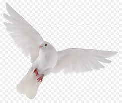 You can use this images on your website with proper attribution. Halaman Download Putih Burung Merpati Dan Merpati Gambar Png