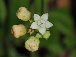 Image result for Zehneria