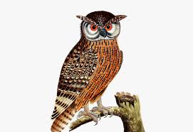 Burung hantu hitam gambar vektor gratis di pixabay. 28 Gambar Kartun Hitam Putih Burung Kolase Gambar Burung Hantu Transparent Cartoon Free Download Romantis Gifs Tenor Do Gambar Burung Burung Gambar Kartun