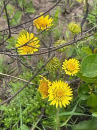 Image result for Berkheya speciosa