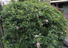 Image result for Grewia