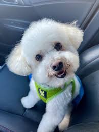 Ano ang mga pangalan ng inyong mga aso? Ang akin ay Lucky. : r/DOG