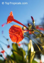 Image result for Ipomoea sinensis