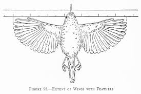 measuring an eagle