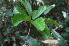 Image result for Pouteria pseudoracemosa