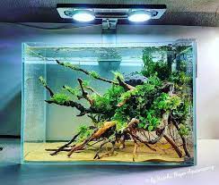 Maybe you would like to learn more about one of these? Simple But Eye Catching Aquascape With Low Demanding Plants Attached To The Wood By Sascha Hoyer Aquascapi Biotope Aquarium Aquarium Fish Tank Aquascape Design