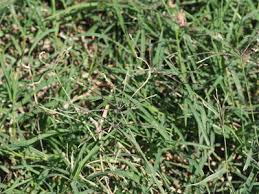 Image result for Cynodon aethiopicus