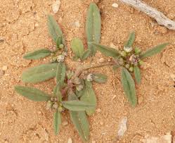 Image result for Gisekiaceae