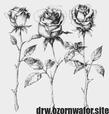 Excellent Absolutely Free Single Rose Drawing Tips On This Training We Can Have A Look At How To Draw Any Flower To Roses Drawing Red Rose Tattoo Single Rose