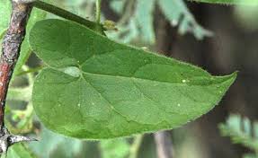 Image result for Kedrostis foetidissima