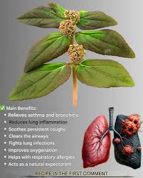 Euphorbia Hirta: Descubre Los Increíbles Beneficios Y Usos Que No Conocías  De Esta Planta Medicinal