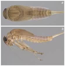 Image result for Entephria byssata