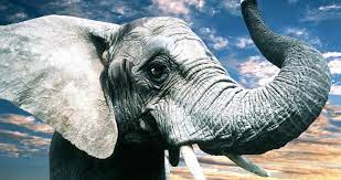 Gray Elephant 4k Ultra Hd Wallpaper Elephant Elephants Photo Grey Elephant Wallpaper