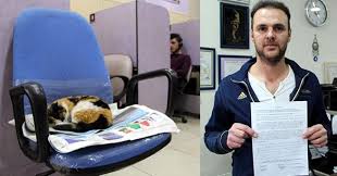 Isyerinde Kedi Beslemek Ruhsat Iptal Nedeni Kedi Hayvan Change