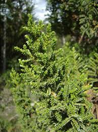 Image result for Uvariodendron