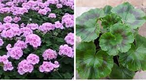 How To Care Geranium Flower Plant Hindi Youtube