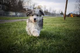 Aussies are smart, high energy, and require regular intense exercise. Aussiedoodle Australian Shepherd Poodle Mix Info Pics Facts Doggie Designer