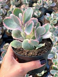 Image result for Kalanchoe fedtschenkoi