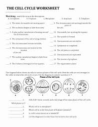 Cell Division Worksheet Answers Elegant Cell Division And The Cell Cycle Worksheet Cell Division In 2020 Cells Worksheet Cell Cycle Division Worksheets
