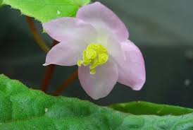 Image result for Begonia scutifolia