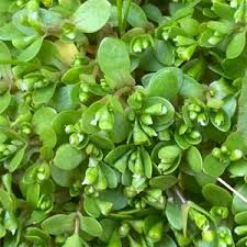 Image result for Montia fontana